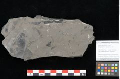 Foto (Objekt + Etikett) von Dictyophyllum obtusilobum Sch. (NHMW-GEO-2024-0188-10505)
